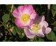 Rosa gallica 