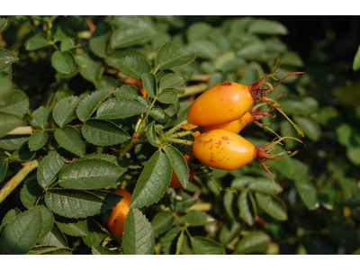 Rosa rubiginosa
