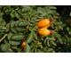 Rosa rubiginosa 