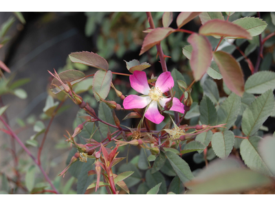 Rosa rubrifolia (R. glauca)