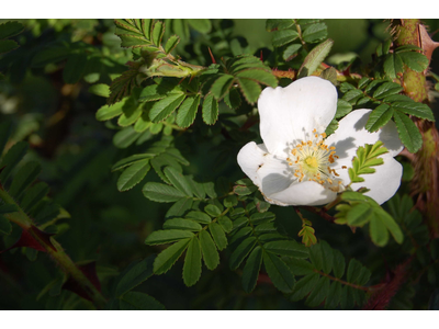 Rosa sericea omeiensis pteracantha