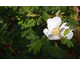 Rosa sericea omeiensis pteracantha 