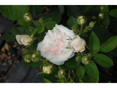 Rosa