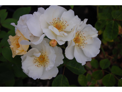 Rosa