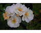 Rosa Autumn Delight