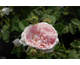 Rosa Belle Isis