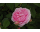 Rosa Belle Sans Flatterie