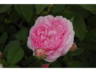 Rosa