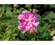 Rosa Belle de Crecy