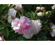 Rosa Blush Hip