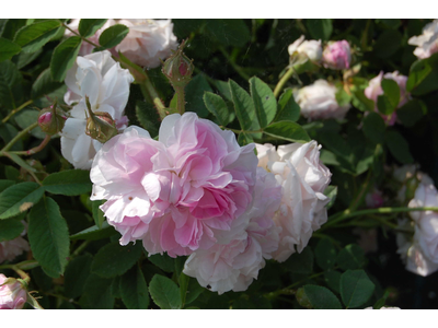 Rosa