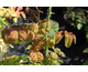 Rosa Bullata