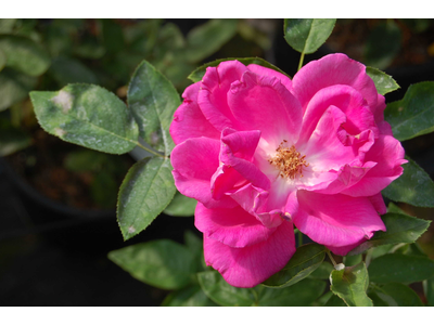 Rosa