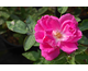 Rosa Captain Hayward