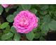 Rosa Charlemagne (President Dutailly)