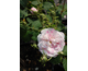 Rosa Chateau de Namur