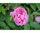 Rosa Chios Rose (Veille Rose de l'Ile de Chios)