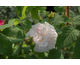 Rosa Comtesse de Murinais