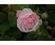 Rosa Cottage Maid 