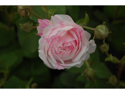 Rosa