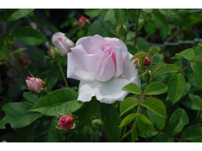 Rosa