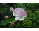 Rosa Duchesse d'Angouleme