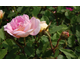 Rosa Gabrielle Noyelle