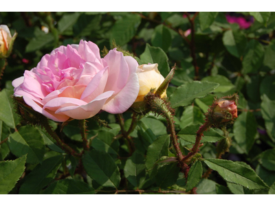 Rosa