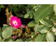 Rosa Goethe