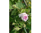 Rosa Ipsilante