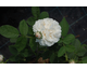 Rosa Juno