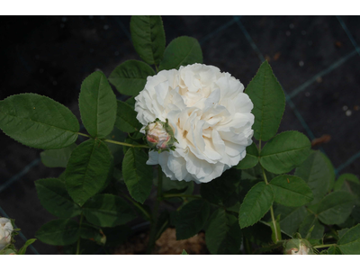 Rosa