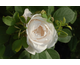 Rosa Mabel Morrison