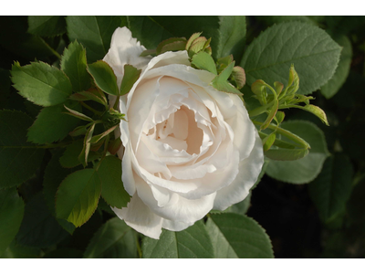 Rosa