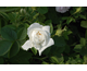 Rosa Mme Legras de St.Germain