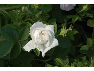 Rosa