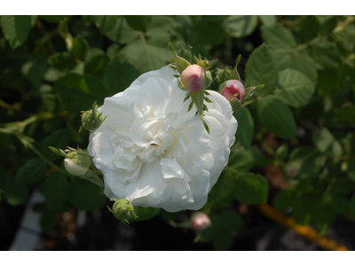 Rosa
