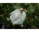Rosa Mme Plantier