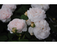 Rosa Mme Zoetmans
