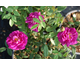 Rosa Nuits de Young