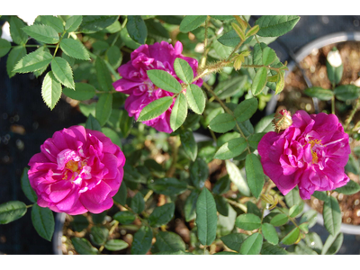 Rosa