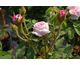 Rosa Oeillet Parfait