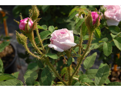 Rosa