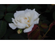 Rosa Pax