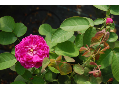 Rosa