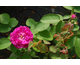 Rosa Pergolese