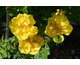 Rosa foetida Persiana (Persian Yellow)