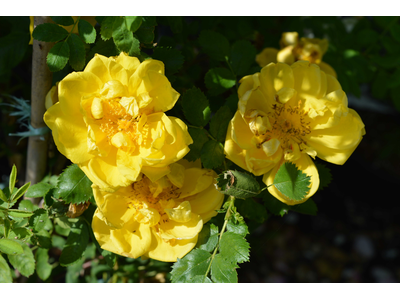 Rosa foetida