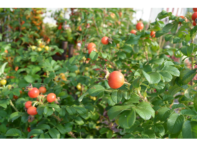 Rosa rugosa