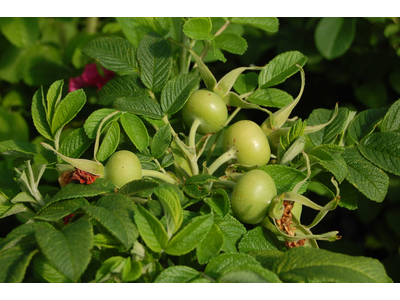 Rosa rugosa